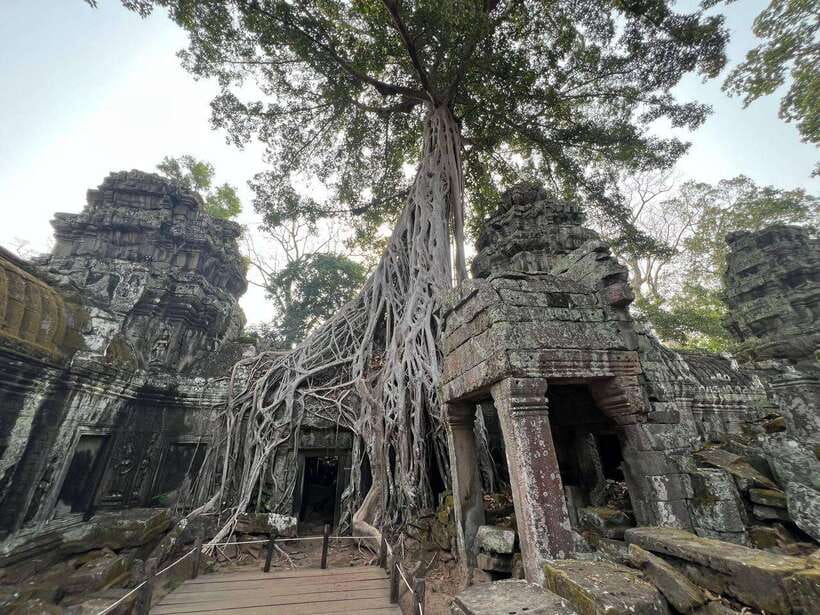1-Day Angkor Wat Private Tour with Spanish Tour Guide. - Ta Prohm and the jungle setting