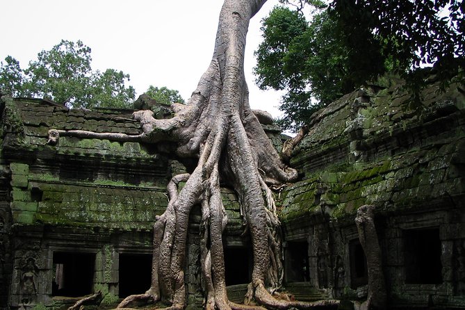 1-Day Angkor Wat Sunrise & All Interesting Temples Private Tour - Ta Prohm shows nature taking back the ruins