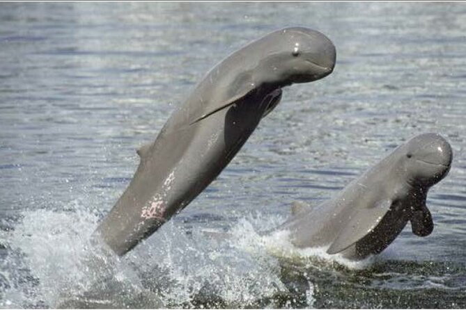 4 hours taking tuk tuk to see Mekong dolphins and countryside - Key points to know before booking