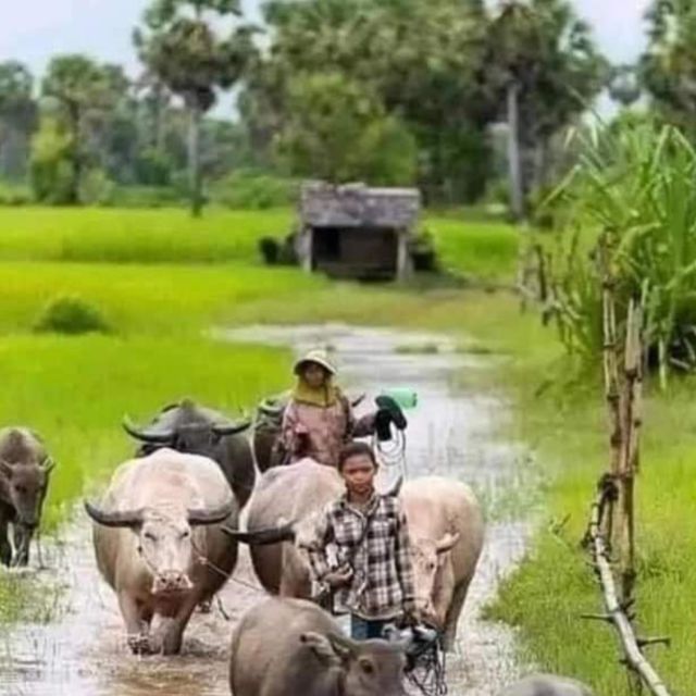 A day tour through Battambang/Local area and landmarks - Who should book this experience?