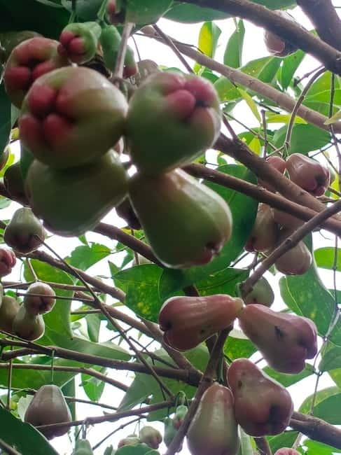 A day tour through Battambang/Local area and landmarks - Rice fields, lotus farms, and everyday work