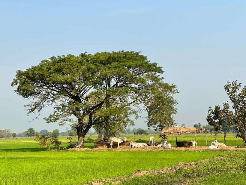 Battambang: Bamboo Train, Bat Cave and Killing Cave Tour - Key points at a glance