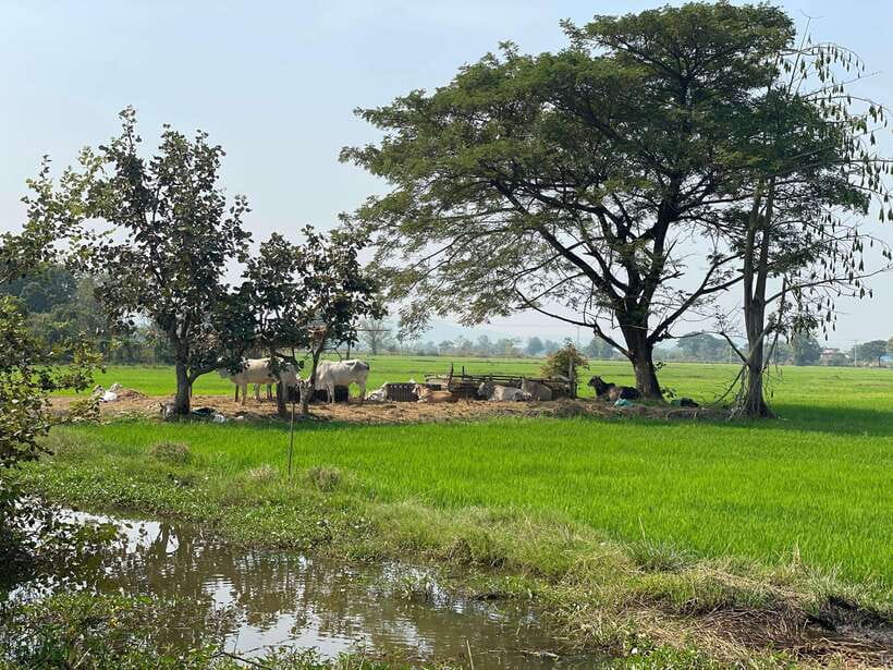 Battambang: Bamboo Train, Bat Cave and Killing Cave Tour - Why the bat cave makes this afternoon special