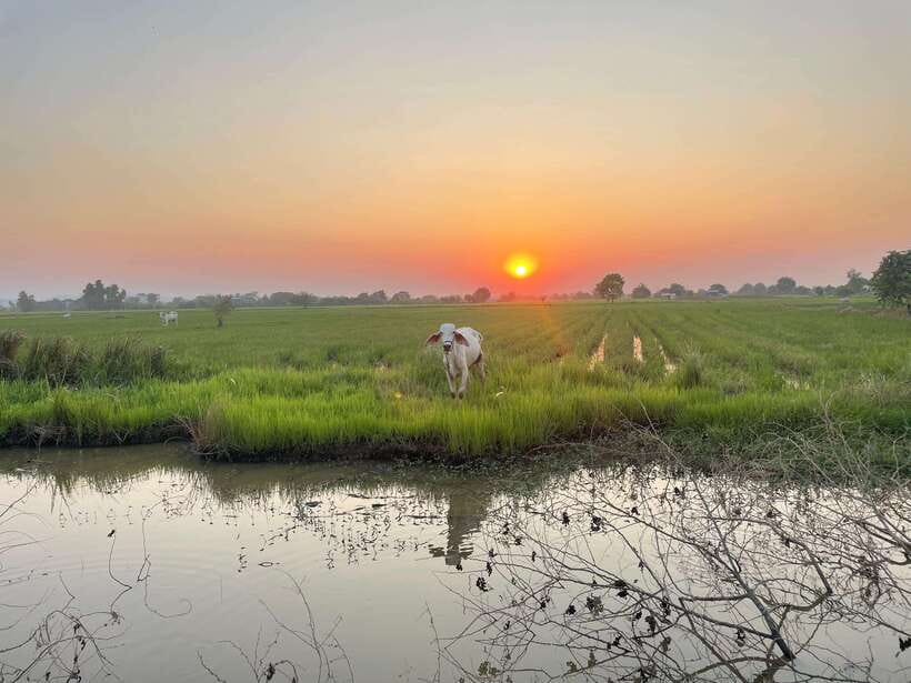 Battambang: Bamboo Train, Bat Cave and Killing Cave Tour - Riding Battambang’s bamboo train