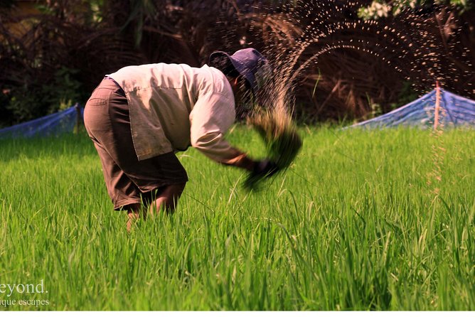 Day in a Life Authentic Village Experience in Siem Reap - Rice fields, palm leaves, and seasonal work