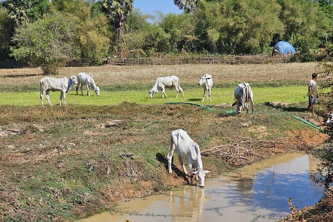 East Corner of Siem Reap - Roluos Group & Countryside - Preah Ko and the sacred bulls