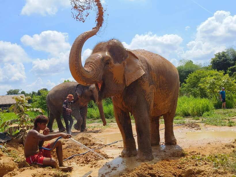 Elephant Sanctuary Cambodia, Pickup and drop off included - Feeding time and individual personalities