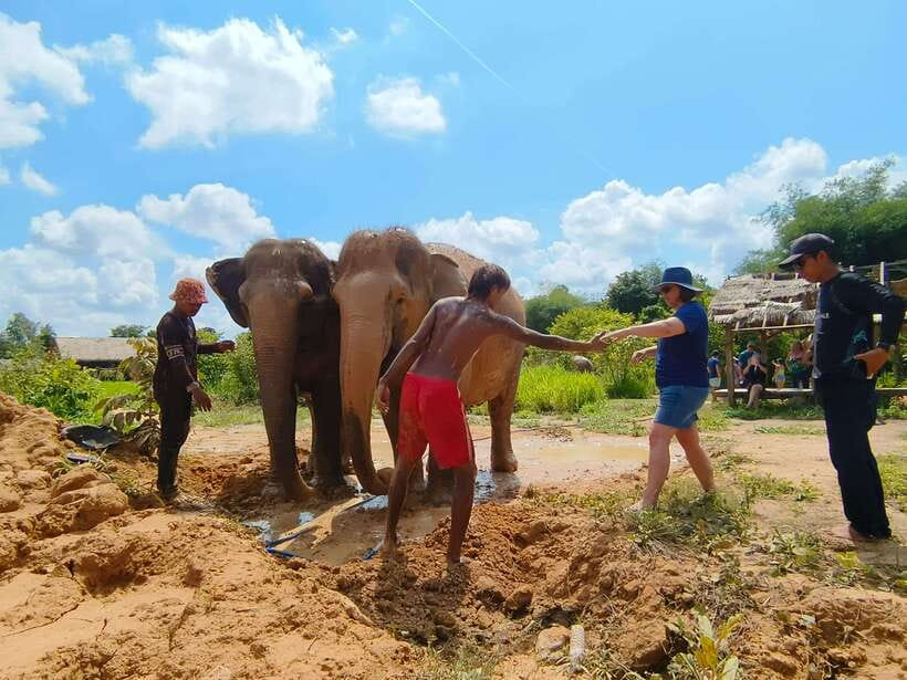 Elephant Sanctuary Cambodia, Pickup and drop off included - A muddy lesson in elephant care