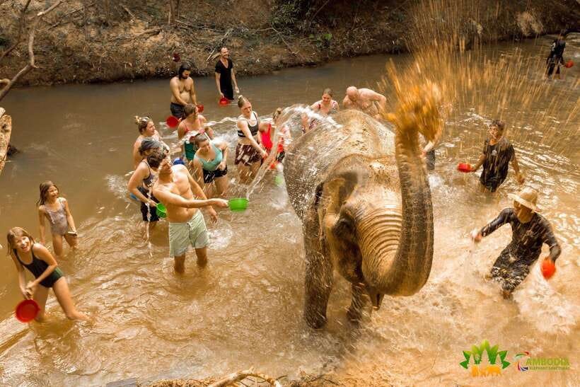From Siem Reap: Elephant Sanctuary Experience with Transfers - Watching three elephants roam and interact
