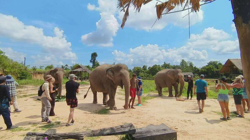 From Siem Reap: Elephant Sanctuary Experience with Transfers - Mud bathing with the elephants