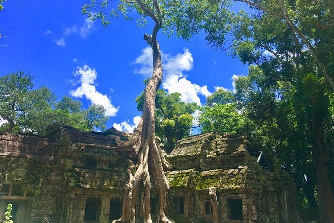 Highlight of Angkor Complex 2 Days Private Tour - Ta Prohm, where stone and trees share the frame