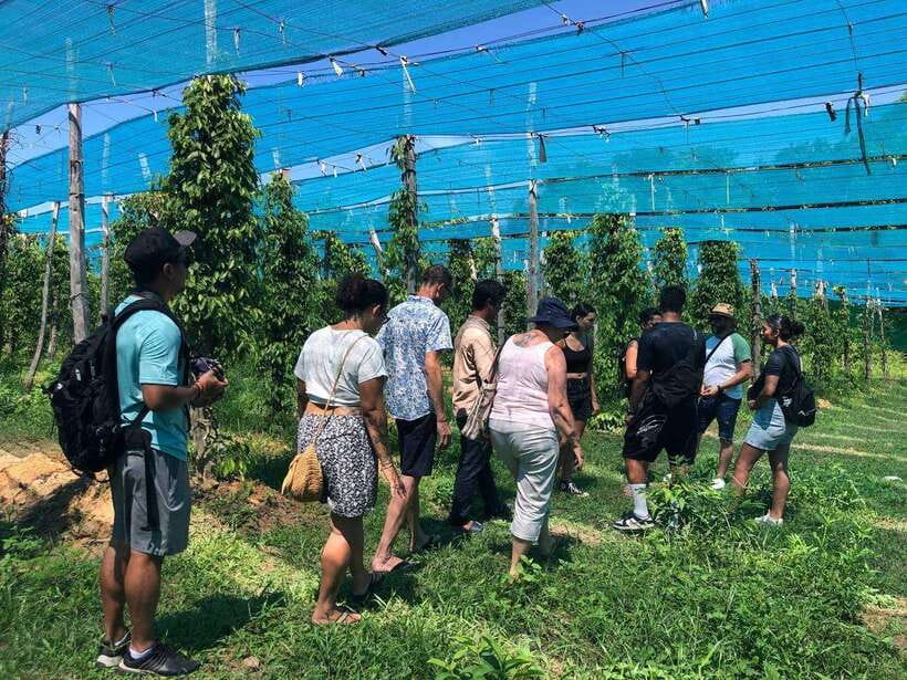 Kampot Pepper Farm, Salt Fields, Crab Market from Phnom Penh - Key points at a glance
