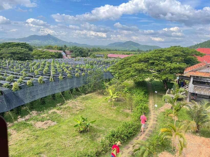 Kampot Pepper Farm, Salt Fields, Crab Market from Phnom Penh - What the guide adds to a long day