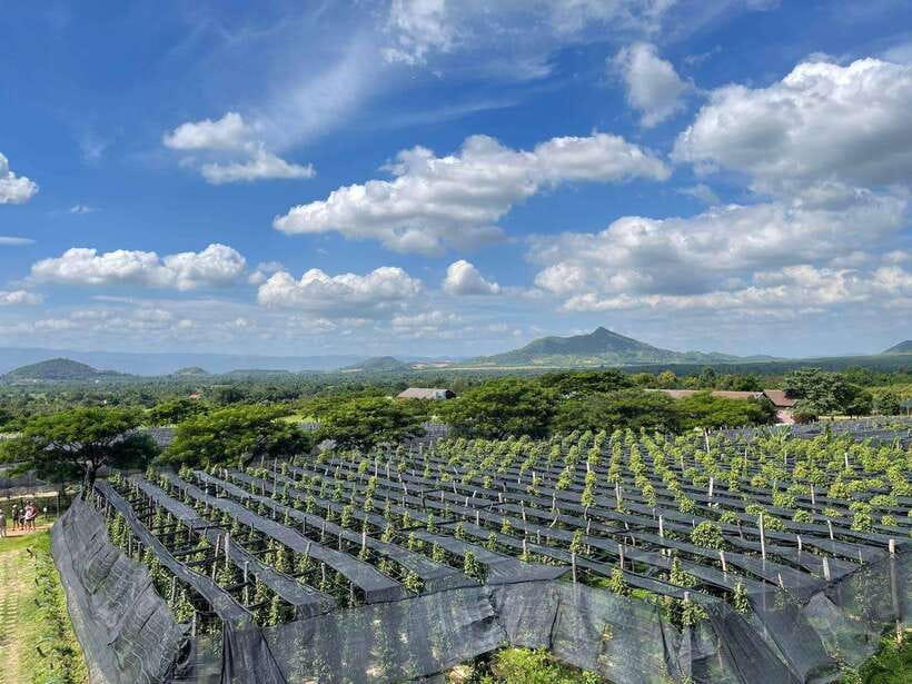 Kampot Pepper Farm, Salt Fields, Crab Market from Phnom Penh - The real cost of an 11-hour outing