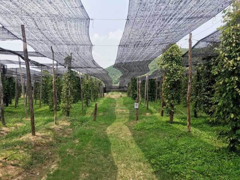 Kampot Pepper Farm Tour: Salt Fields, La Plantation & Cave - Price, transport, and what you actually receive
