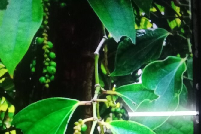 KAMPOT TRAVEL-Pepper farm. Cave.Secret lake-Crab market & Salt... - Seeing Kampot’s salt fields