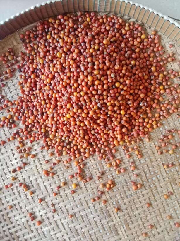 Kampot: Tuk Tuk Trip to Pepper Farm, Kep, Crab Market & More - Why this Kampot day trip works so well