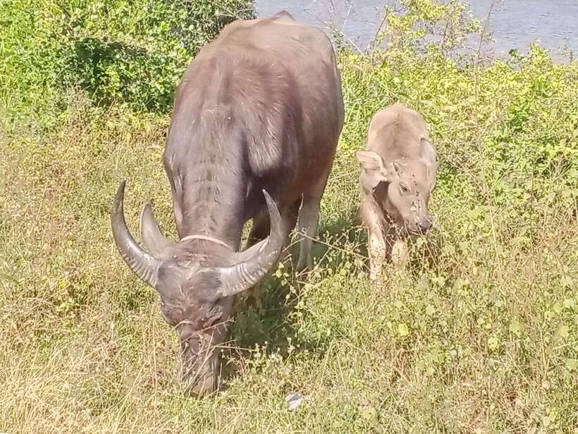 Kep town: Local tuk tuk to Countryside & Pepper farm - Who will enjoy this countryside outing