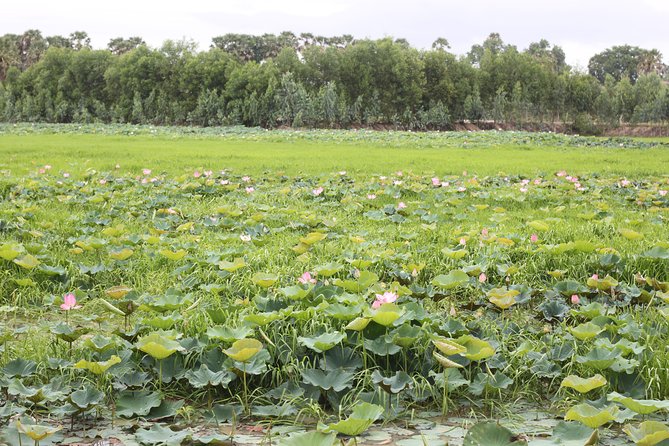 Killing Field & Paddy Rice Fields Tuk Tuk Adventure - Choeung Ek and the difficult history of Cambodia