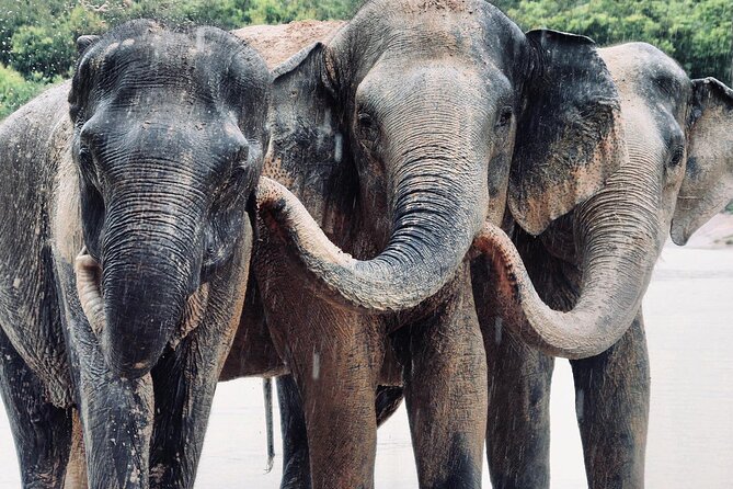 Kulen Elephant Forest and Tonle Sap Lake by Private Tour - Two Cambodian experiences in one long day