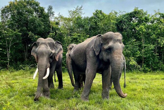Kulen Elephant Forest and Tonle Sap Lake by Private Tour - The road to Kulen Elephant Forest