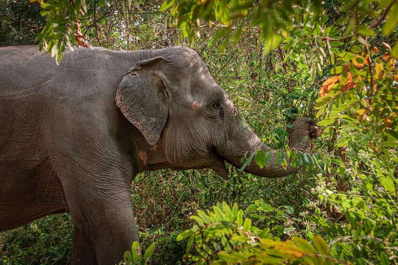 Kulen Elephant Forest Siem Reap in Small Group - A five-hour visit from Siem Reap to the forest