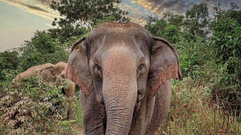 Kulen Elephant Forest Siem Reap in Small Group - Making healthy snacks and feeding the elephants
