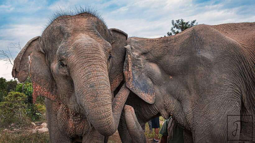 Kulen Elephant Forest Siem Reap in Small Group - Walking 2 kilometers through the Cambodian forest