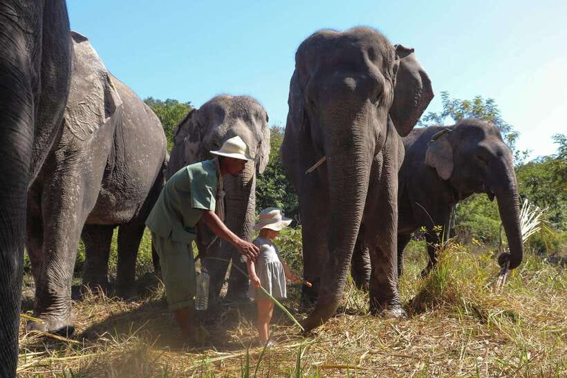 Kulen Elephant Forest Siem Reap in Small Group - Watching elephant relationships instead of staged tricks