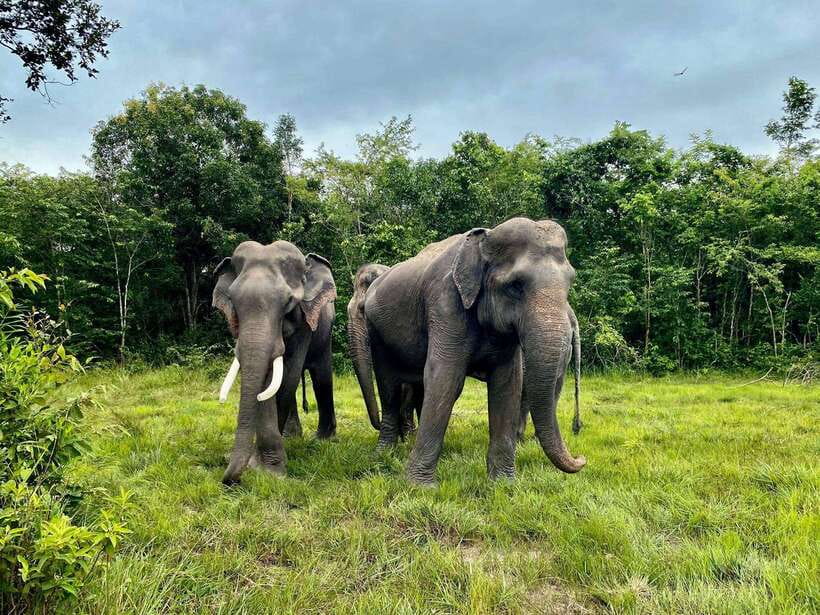 Kulen Elephant Forest Siem Reap in Small Group - Making enrichment and watching elephants by the pond
