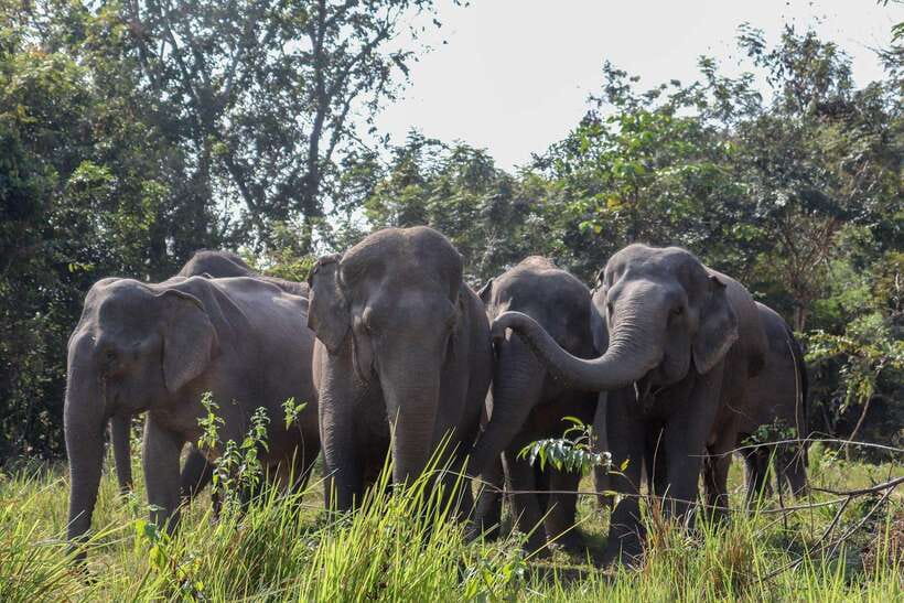 Kulen Elephant Forest & Tonlesap Lake - Meeting elephants at Kulen Elephant Forest