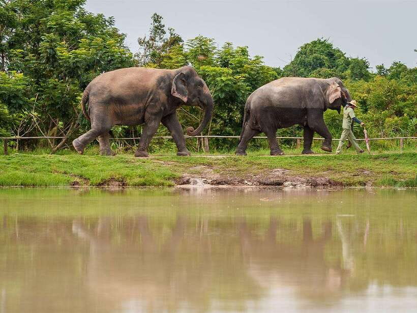 Kulen Elephant Forest Tour with Hotel Pick-up & Drop off - What the guide adds to the day