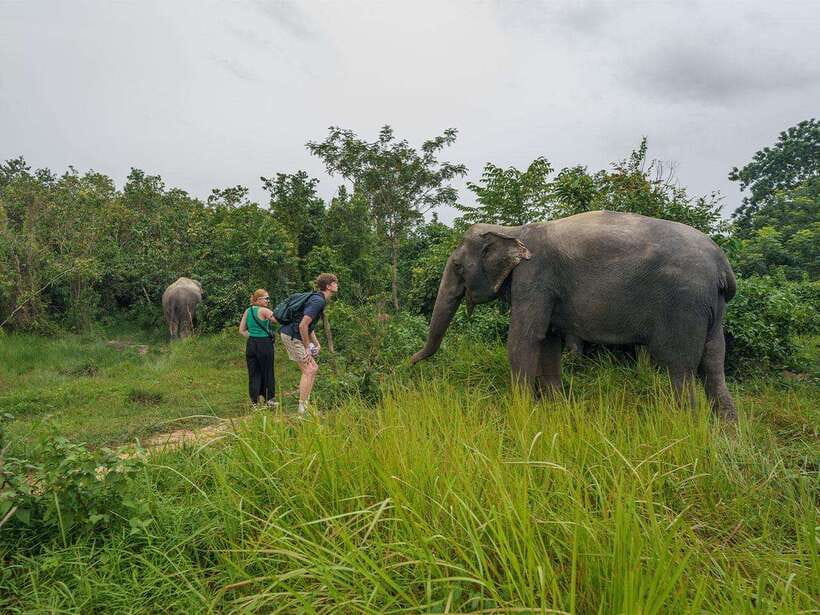 Kulen Elephant Forest Tour with Hotel Pick-up & Drop off - Food, timing, and the choice between morning and afternoon