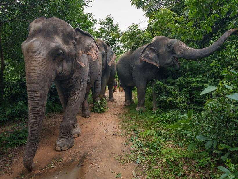 Kulen Elephant Forest Tour with Hotel Pick-up & Drop off - The journey from Siem Reap to Kulen