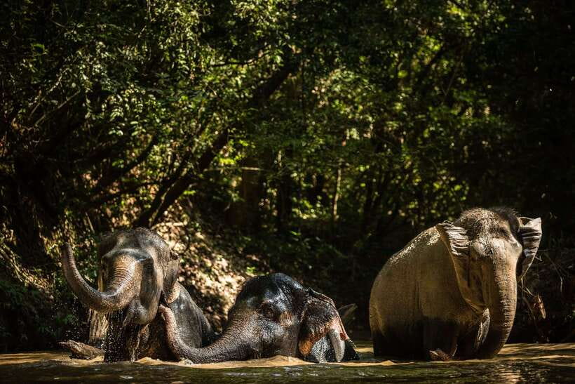 Kulen Mountain Day Trip with Picnic & Kulen Elephant Forest - Why Phnom Kulen makes a fine break from Angkor
