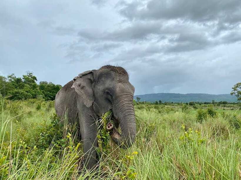 Kulen Mountain Day Trip with Picnic & Kulen Elephant Forest - Meeting elephants at Kulen Elephant Forest