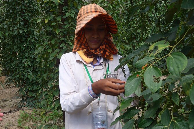 La Plantation tour (discovering Kampot Pepper) + Lunch - Arriving at La Plantation in Bosjheng village