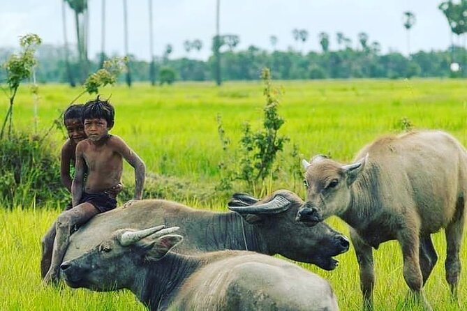 Morning Tour,Ak Phnom temple,Rice wine,Rice Paper, killing Field - Half-day or full-day: clarify the plan before booking