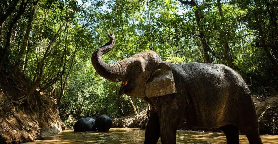 Phnom Kulen Park: Tour with Elephant Forest from Siem Reap - Meeting elephants at Kulen Elephant Forest