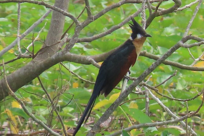 Phnom Penh Birding Experience and Brunch - Why this morning gets you out of Phnom Penh