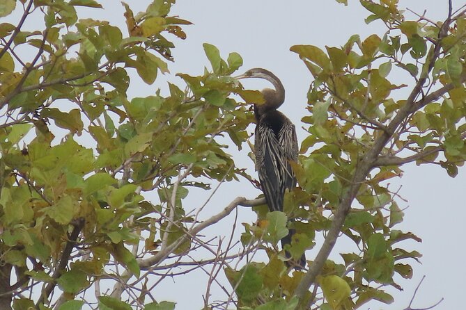 Phnom Penh Birding Experience and Brunch - 7:30 am breakfast beside a small lake