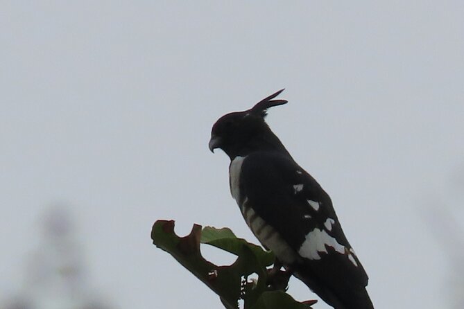 Phnom Penh Birding Experience and Brunch - What birding with Thong is likely to feel like