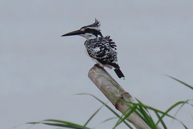 Phnom Penh Birding Experience and Brunch - The $85 question: what are you paying for?