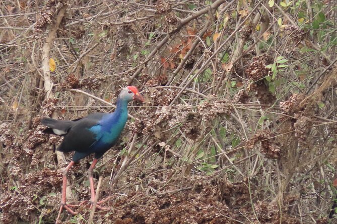 Phnom Penh Birding Experience and Brunch - Who should book this Phnom Penh birding tour?
