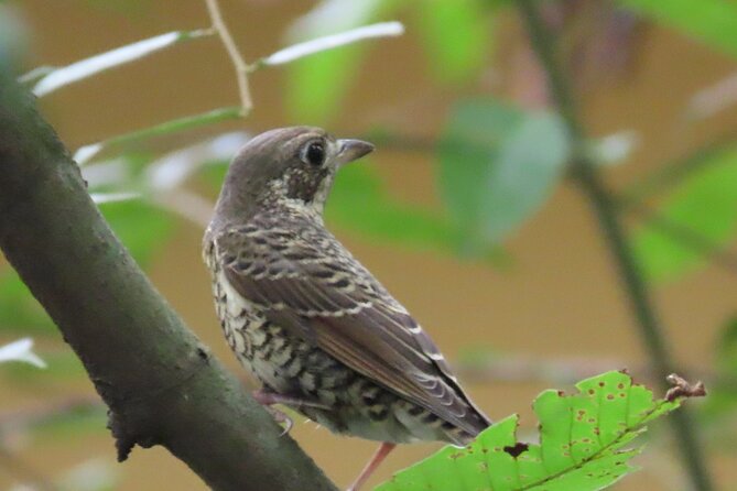 Phnom Penh Birding Experience and Brunch - 6:30 am among rice paddies and lotus farms