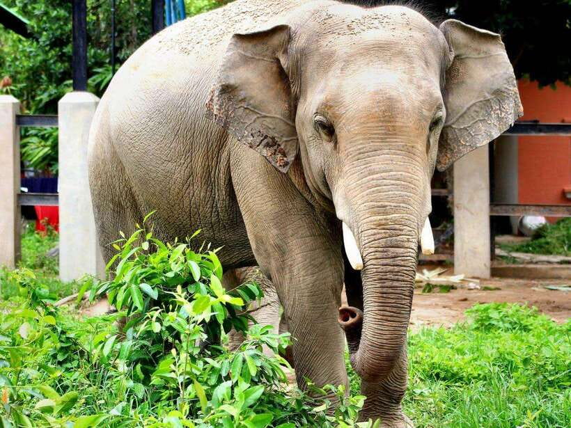 Phnom Tamao Wildlife Center & Buddha Kiri Cambodia Day Tour - What the $45 price really includes