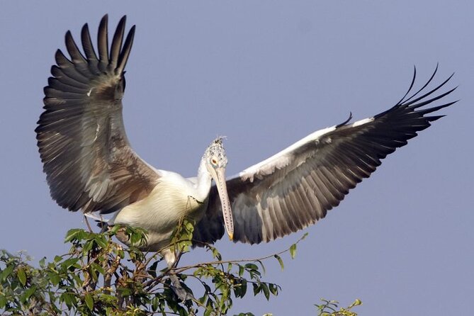 Prek Toal Birds Sanctuary and floating Village Private Day Tour - Key points to know before booking