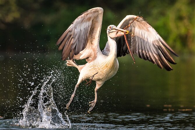 Prek Toal Birds Sanctuary and floating Village Private Day Tour - Why Prek Toal is worth the long day