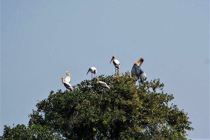 Prek Toal Birds Sanctuary and floating Village Private Day Tour - Seeing Prek Toal Floating Village