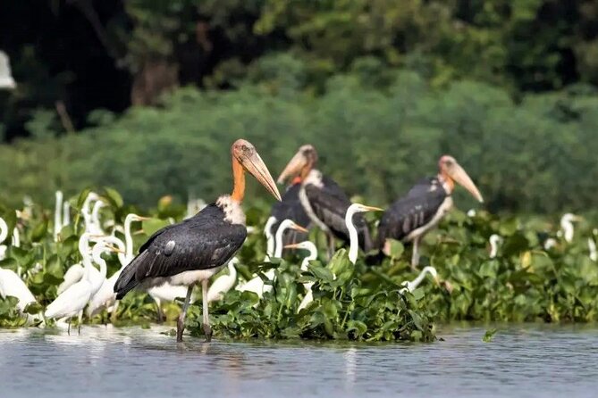 Prek Toal Birds Sanctuary and floating Village Private Day Tour - Tonle Sap Biosphere Reserve and the return route